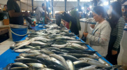 Ikan dari Malaysia Banjiri Nunukan, Harga Turun Drastis Selama Ramadhan 1444 H
