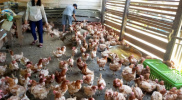 Ayam Asal Malaysia Laris Manis di Mansalong, Harga Hanya Rp50.000/Ekor