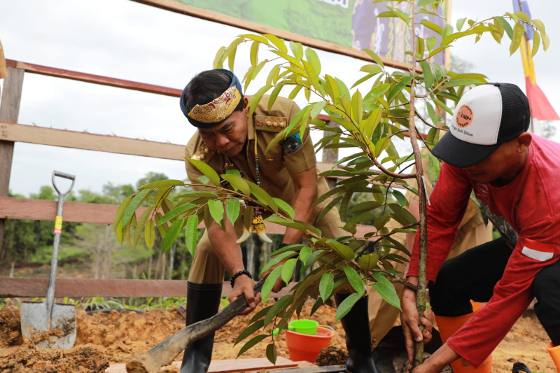 Gubernur Kaltara, Zainal Arifin Paliwang melakukan penanaman bibit buah durian di lokasi Agrowisata Desa Apung, Kabupaten Bulungan, Senin (19/6).